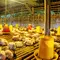 Ide Usaha Ternak Ayam Broiler Panen 35 Hari, Simak Cara Memulai dan Menghitung Keuntungannya