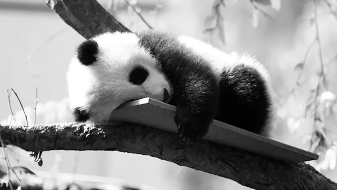 Mulai Sekarang Kamu Bisa Bicara dengan Panda