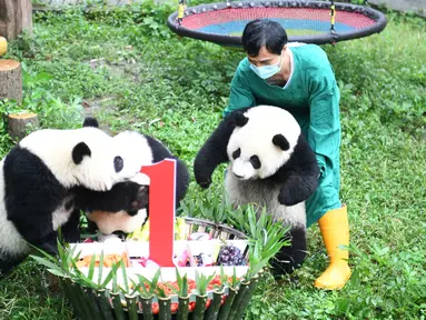 Seorang staf menggendong panda raksasa mendekati kue ulang tahun di Kebun Binatang Chongqing, China (23/6/2020). Kebun Binatang Chongqing menggelar  pesta ulang tahun empat ekor panda raksasa yang menginjak usia satu tahun, yakni Shuangshuang, Chongchong, Xixi, dan Qingqing. (Xinhua/Tang Yi)