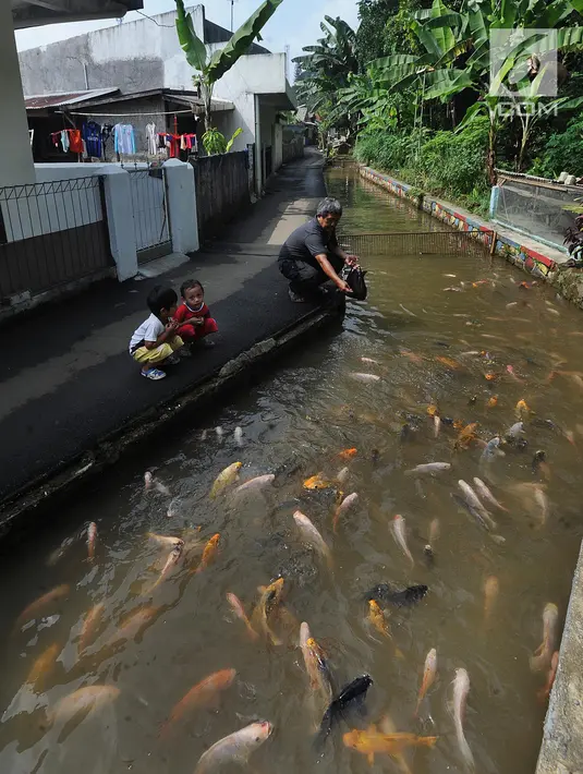 Warga memberi makan ikan mas yang berada di selokan air di Kampung Naringgul Ciasin, Ciawi, Bogor (18/4). Dengan modal Rp 350 ribu/KK warga berswadaya mengubah selokan jadi tempat budidaya ikan air tawar. (Merdeka.com/Arie Basuki)