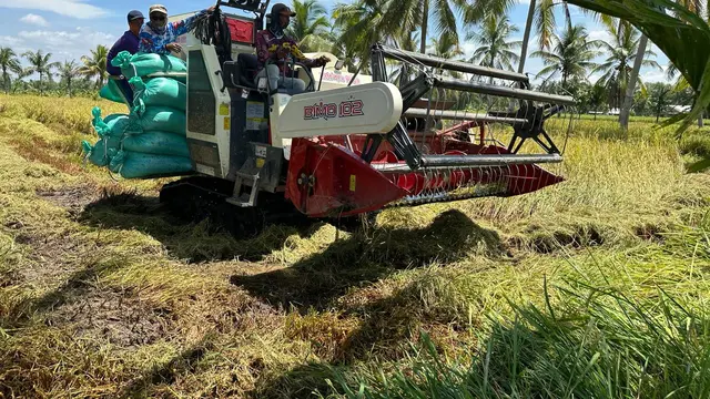 Panen Padi.