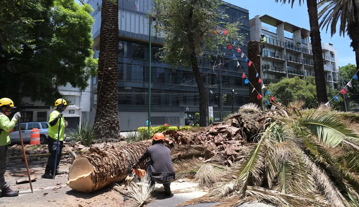 Saat mengumumkan penebangan 155 pohon palem pada bulan Juli, pemerintah Mexico City mengatakan bahwa spesies ini "terbukti rentan terhadap perubahan iklim yang saat ini terjadi di seluruh dunia." (RODRIGO ARANGUA / AFP)