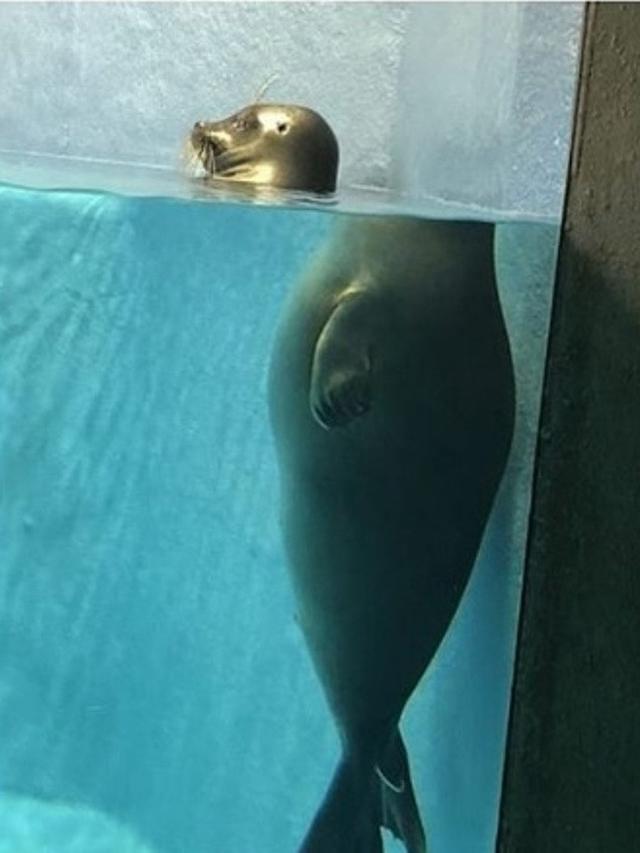 foto ini bisa menipu mata kita (foto: instagram/@ingin.tau_)