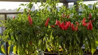 8 Tanaman Sayur Berbunga Cantik yang Tahan Panas untuk Teras, Bisa Dipanen Sekaligus Mempercantik Rumah