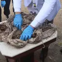 Misteri Puluhan Kafan Berisi Tulang di Magelang Terungkap