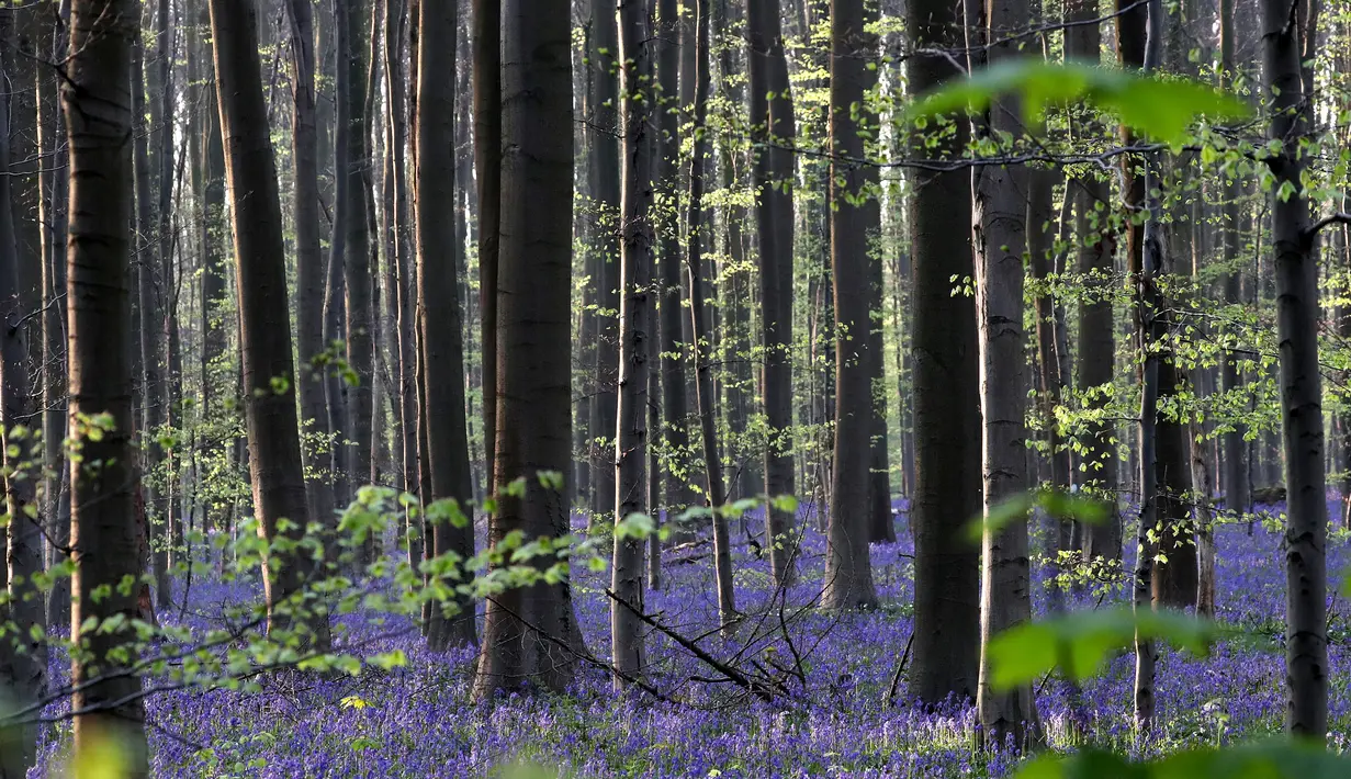 Pemandangan bunga bluebells liar, yang mekar sekitar pertengahan April, mengubah lantai hutan menjadi biru, membentuk karpet di Hallerbos, juga dikenal sebagai 'Hutan Biru', dekat Halle, Belgia (18/4). (Reuters/Yves Herman)