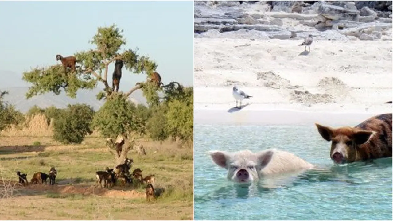 5 Hewan Ini Tinggal di Tempat Tidak Terduga, Kambing Pohon hingga Babi Laut