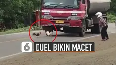 Mereka sibuk saling menyerang hingga buat truk dan kendaraan lain berhenti.
