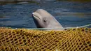 Paus beluga berenang dalam fasilitas penampungan di Primorsky, Rusia, Minggu (7/4). Rusia berencana membebaskan 98 paus yang dikurung dalam fasilitas penampungan tersebut. (Press Service of Administration of Primorsky Krai/Alexander Safronov/Handout via Reuters)