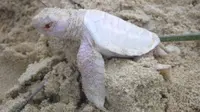 Seekor kura-kura albino yang sangat langka ditemukan di sebuah pantai di Australia.