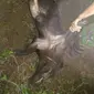 Serangan babi hutan di kawasan hutan lereng Gunung Slamet, Tegal, Jawa Tengah, bahkan telah menewaskan seorang warga dan melukai dua orang lainnya. (Liputan6.com/Fajar Eko Nugroho)