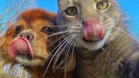 6 Gaya Selfie Kucing Bareng Anjing Ini Kece Badai, Bikin Gemas (Sumber: Instagram/yoremahm)