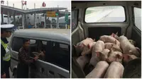 Demi menghemat biaya pengangkutan ternak babinya, pria ini menjejalkan 20 ekor babi di bagian belakang mobil. Eh, ketahuan.