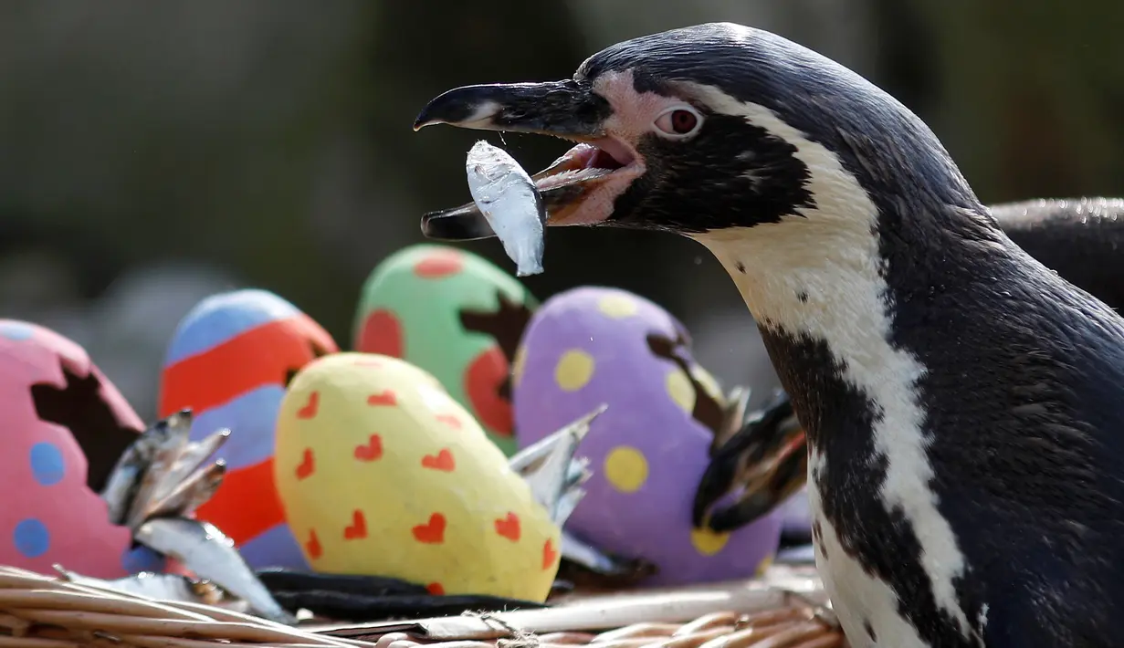 Penguin Humboldt menikmati ikan yang diambil dari telur Paskah yang terbuat dari bubur kertas selama pemotretan di ZSL London Zoo di London, Inggris (18/4). Kebun binatang ZSL London menghadiahkan hewan-hewan peliharaannya makanan dalam kemasan telur Paskah. (Reuters/Peter Nicholls)