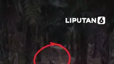 Seekor tapir dewasa ditemukan terjebak di parit perkebunan kelapa sawit di Mesuji, Lampung, Minggu (20/9/2026). Satwa langka ini diduga keluar dari kawasan hutan konservasi Register 45 untuk mencari air.

Bupati Mesuji Elfianah Khamamik memastikan kondisi tapir sehat dan dievakuasi ke Taman Kehat...