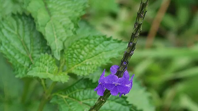 Daun Pelecut Kuda/wikipedia