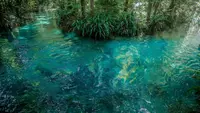 Kali Biru eksotisme surga tersembunyi di Raja Ampat Papua. Foto (Kemenparekraf)