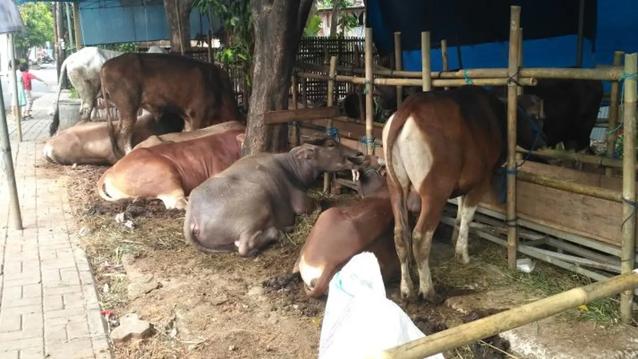 Jalan Rawa Simprug Jakarta Selatan kembali diramaikan oleh lapak-lapak penjual hewan kurban. (Achmad/Liputan6.com)
