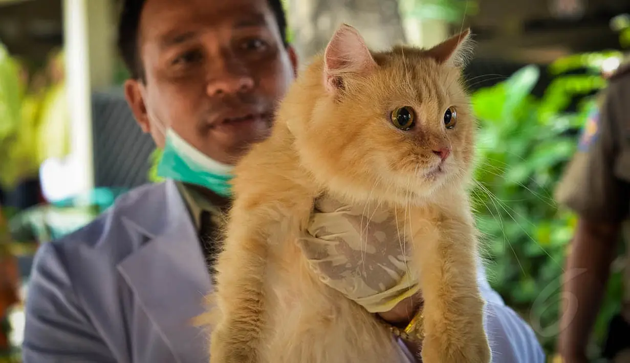 Vaksinasi massal yang digelar Suku Dinas Kelautan dan Perikanan Kota Administrasi Jakarta Selatan ini diperuntukkan terhadap hewan penular rabies, seperti anjing, kucing dan kera, (3/9/14). (Liputan6.com/Faizal Fanani)
