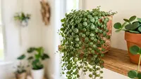 25 Jenis Tanaman Hias Daun Kecil, Percantik Ruangan Minimalis dan Area Sempit