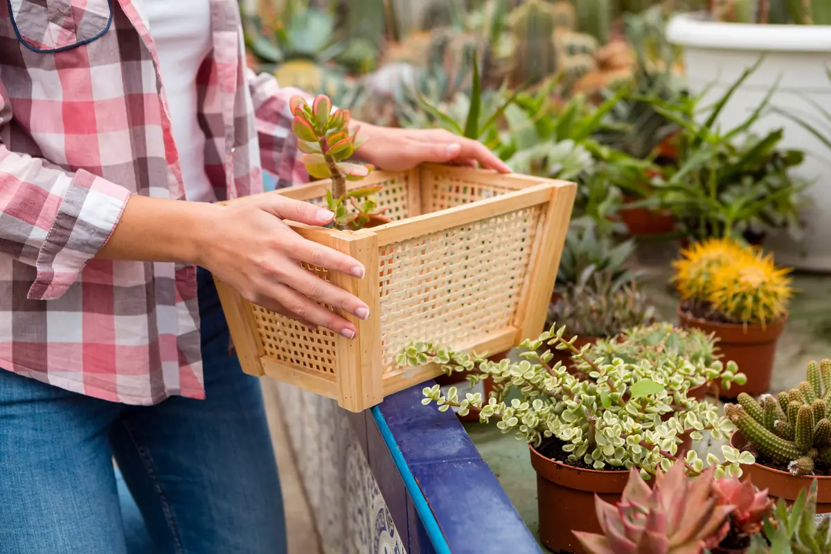 Trik Container Gardening untuk Bikin Patio Kecil Terlihat Lebih Mewah dan Estetis