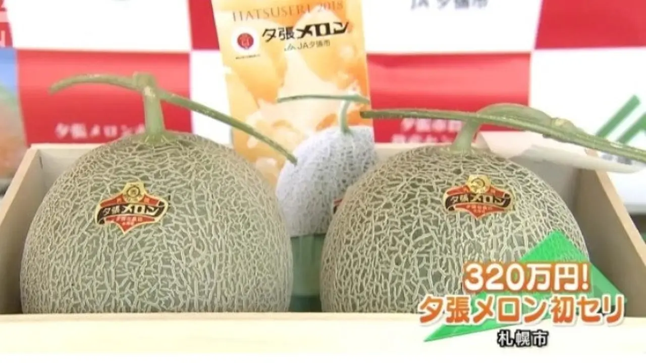 Yubari King, melon seharga mobil mewah (elitereaders)