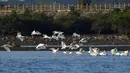 Sekawanan ibis sendok berwajah hitam terlihat di sebuah taman lahan basah di Guangcun, Kota Danzhou, Provinsi Hainan, China selatan (28/12/2020). Banyak ibis sendok berwajah hitam datang ke Danzhou karena cuaca yang hangat di sana pada musim dingin. (Xinhua/Yang Guanyu)