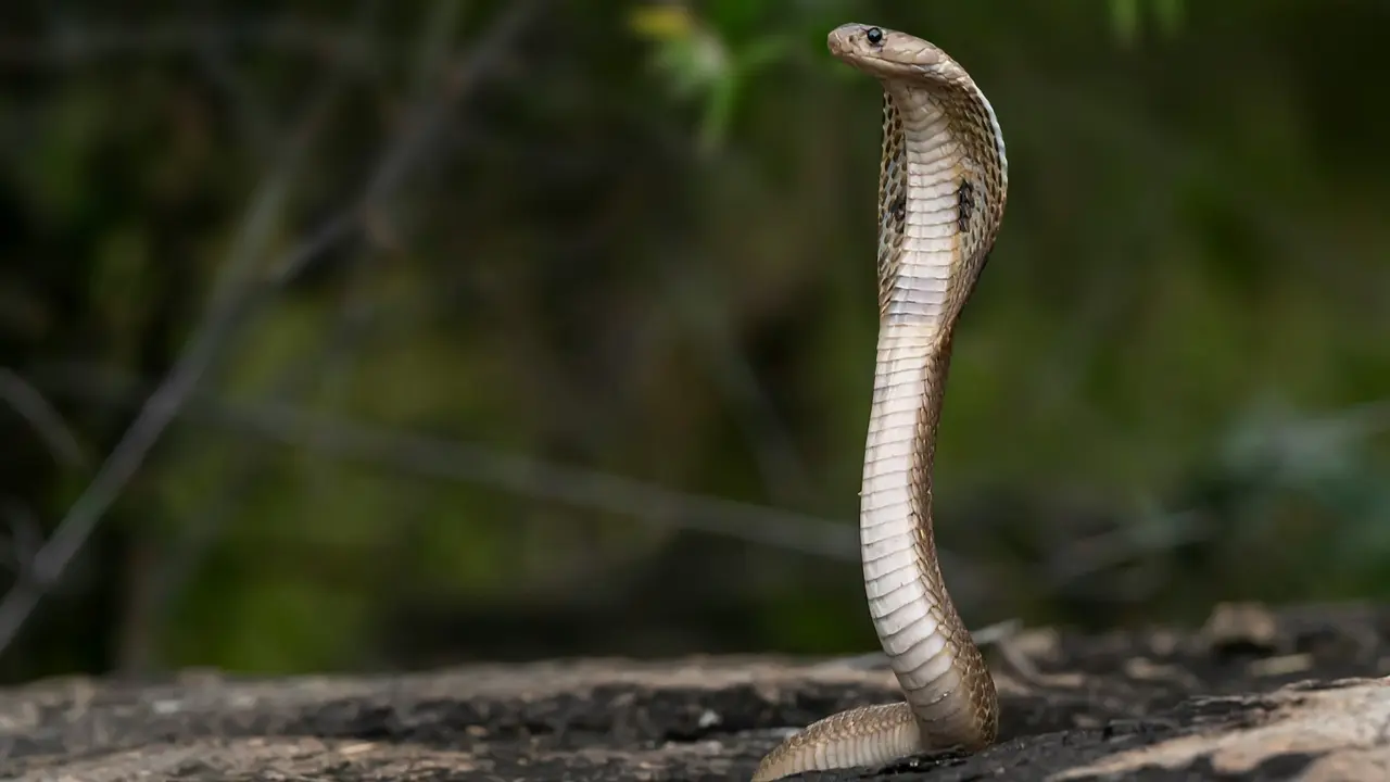 Cobra