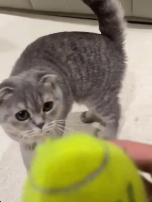 Momen Enzy Storia dan Molen Kasetra membagikan cerita manis bersama seekor kucing betina jenis Scottish Fold bernama Phoebe (Instagram/@enzystoria)