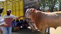 Aktivitas Jual Beli di Pasar Hewan Situbondo sebelum merebaknya Virus PMK (Istimewa)