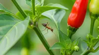 7 Cara Mengusir Semut Dari Tanaman Cabai Tanpa Pestisida Kimia untuk Kebun Sehat dan Produktif