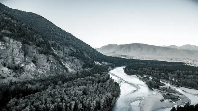 Whitefish