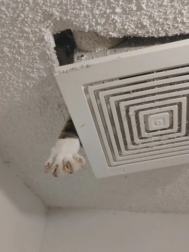 7 Potret Penemuan Kucing di Tempat Nyeleneh Ini Kocak Banget