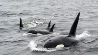 Selain manusia, hewan juga dikaruniai kecerdasan, salah satunya adalah paus orca dengan kecerdasannya dalam berkegiatan di habitatnya. (Foto: Unsplash,com/Mike Doherty)