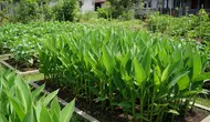 6 Cara Menanam Ganyong di Pekarangan untuk Cadangan Pangan, Umbi Lokal Kaya Manfaat
