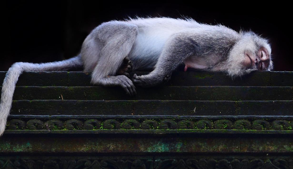 Foto Lucunya Kawanan Monyet Di Monkey Forest Ubud Lifestyle