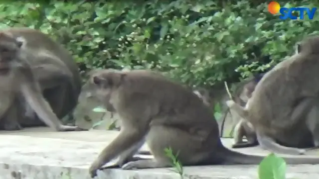 Lima tahun belakangan, populasi habitat monyet ini sangat cepat dan jumlahnya terus bertambah.