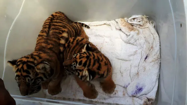 Harimau Benggala