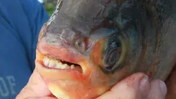 Bentuk gigi mirip manusia pada ikan ini berfungsi untuk meremukkan kacang-kacangan atau buah-buahan yang mengambang di permukaan air. (JASON KRYK/The Windsor Star)