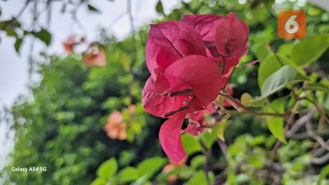Hasil foto menggunakan Samsung Galaxy A54 5G (Liputan6.com/Giovani Dio Prasasti)