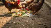 9 Cara Membesarkan Ayam Kampung dengan Pakan Sisa Dapur, Solusi Ekonomis untuk Peternak