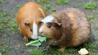 Ilustrasi sepasang marmot. (Sumber Pixabay)