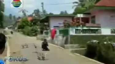 Permainan unik ini menarik sejumlah wisatawan mancanegara. Caranya, itik dilepas serentak untuk terbang ke garis finish sejauh 800 meter. 