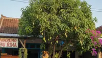 7 Pilihan Pohon Buah yang Cocok untuk Area Warung Depan Rumah, Tidak Mengganggu Aktivitas