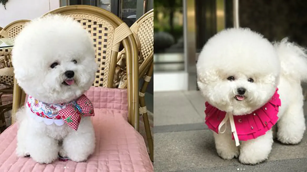 Copyright by instagram.com/bichon_tori
