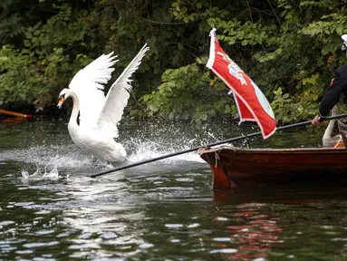 Seekor angsa berusaha menghindar dari tangkapan petugas selama sensus tahunan angsa Ratu Elizabeth yang dikenal sebagai 'Swan Upping' di Sungai Thames, dekat London, Senin (15/7/2019). Sawn Upping merupakan tradisi sensus untuk menghitung populasi angsa di Inggris. (Tolga Akmen/AFP)