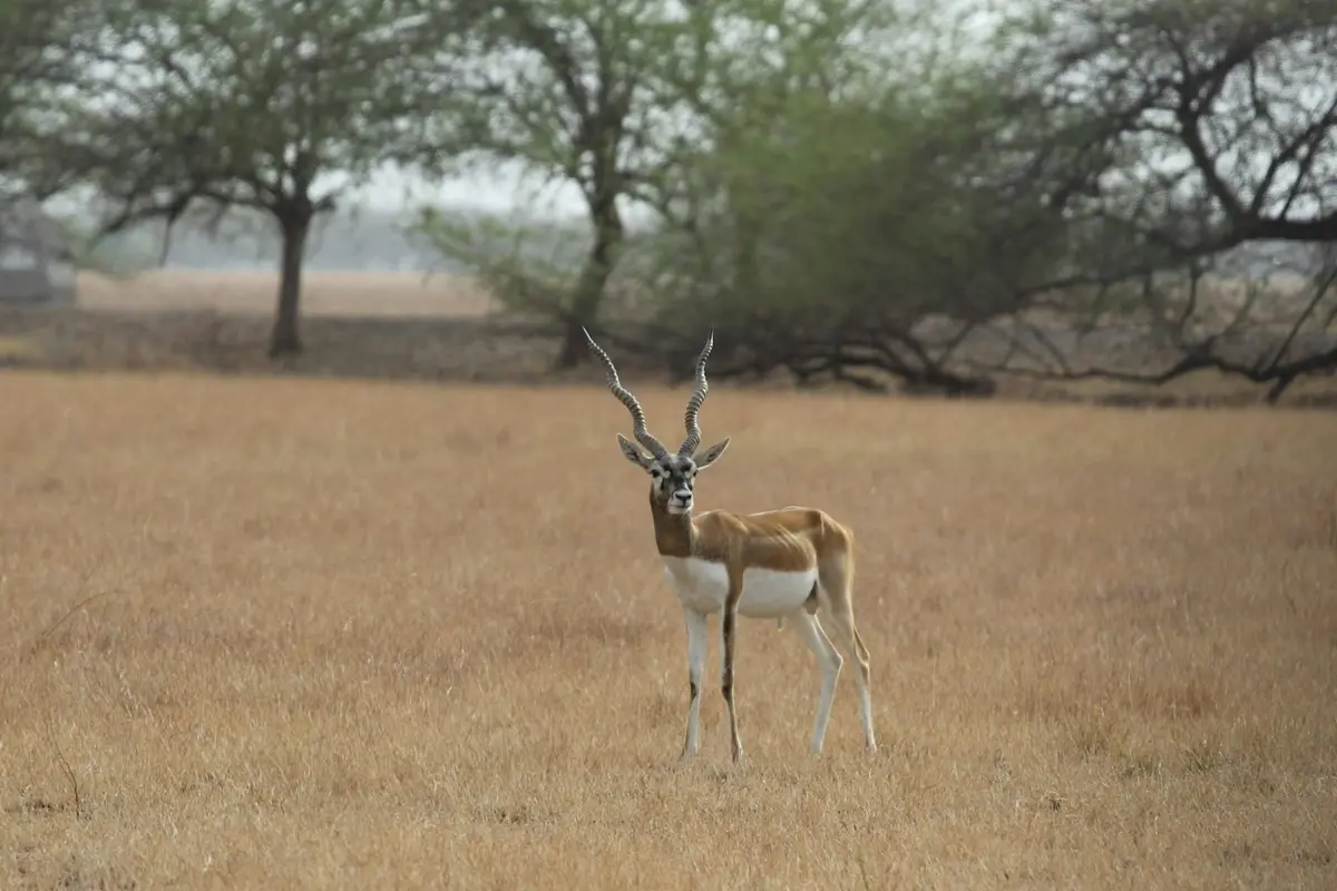 Gujarat