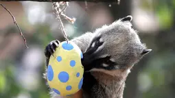 Lemur ekor cincin memegang wadah dari telur Paskah yang terbuat dari bubur kertas selama pemotretan di ZSL London Zoo di London, Inggris (18/4). Kebun binatang ZSL London menghadiahkan hewan-hewan peliharaannya makanan dalam kemasan telur Paskah. (Reuters/Peter Nicholls)