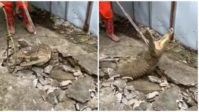 Viral Momen Munculnya Tiga Buaya dari Dalam Tanah Ini Bikin Geger Warga