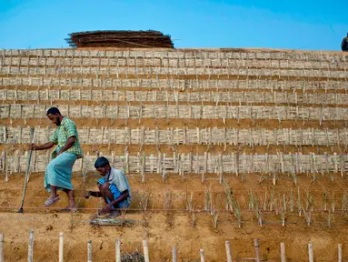 Pengungsi Rohingya menanam rumput di bukit untuk mencegah tanah longsor di Kamp Pengungsi Kutupalong, Bangladesh, 30 April 2018. Hal ini sebagai persiapan untuk menghadapi musim hujan. (AP Photo / A.M. Ahad)